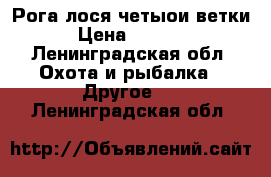 Рога лося четыои ветки › Цена ­ 3 500 - Ленинградская обл. Охота и рыбалка » Другое   . Ленинградская обл.